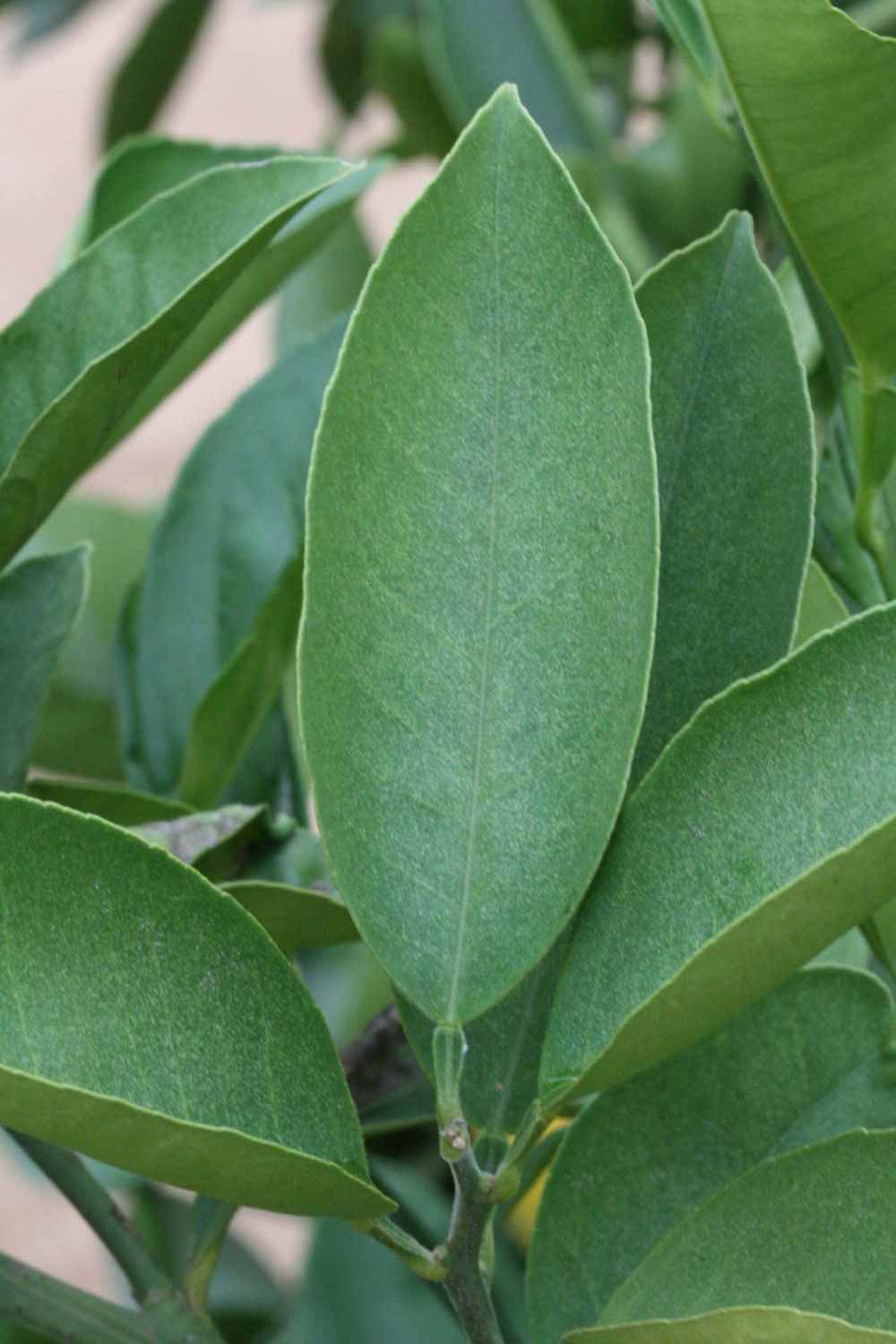              Unifoliolate leaf (Riverside, CA)       
